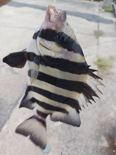 サンバソウの釣果