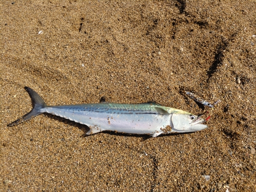 サゴシの釣果