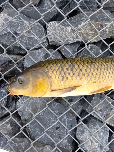 コイの釣果