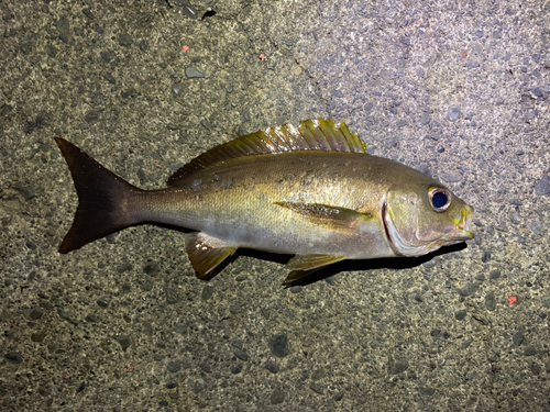 イサキの釣果