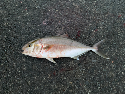 ショゴの釣果