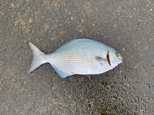 イスズミの釣果