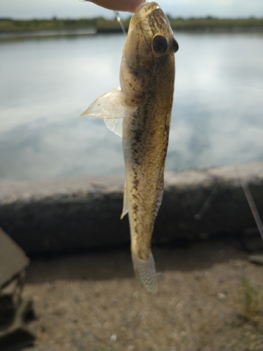 マハゼの釣果