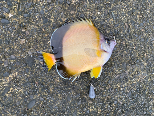 チョウチョウウオの釣果