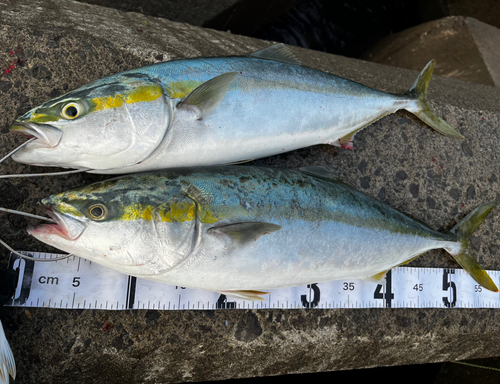 イナダの釣果