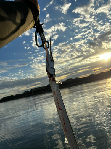 ダツの釣果