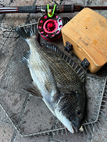 チヌの釣果