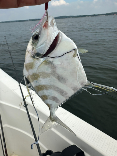 イトヒキアジの釣果