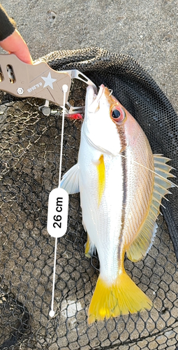 タテフエダイの釣果