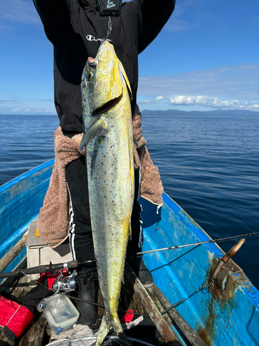 シイラの釣果