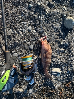 オオモンハタの釣果