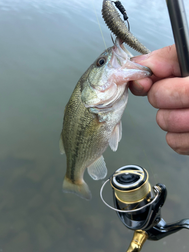 ラージマウスバスの釣果