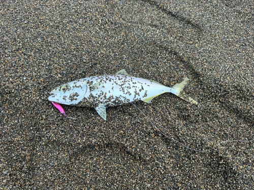 ワカシの釣果