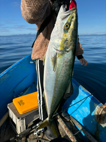 イナダの釣果