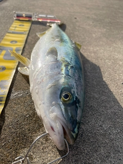 イナダの釣果