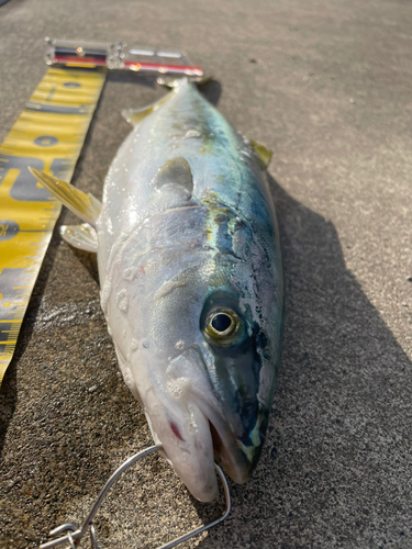 イナダの釣果