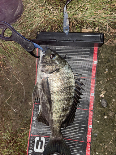 チヌの釣果