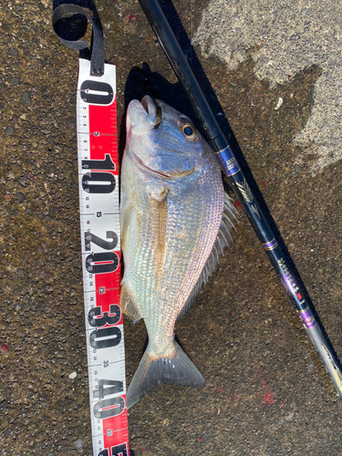 ヘダイの釣果