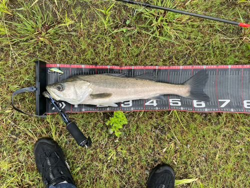 スズキの釣果