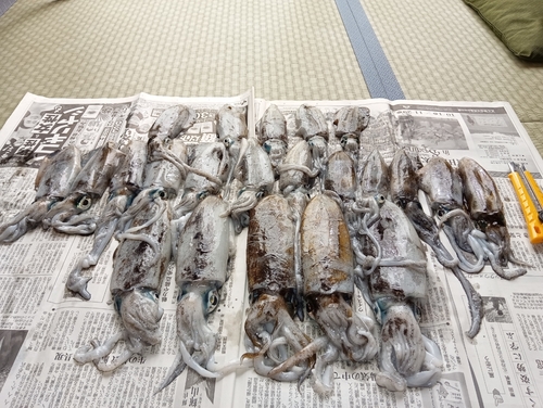 アオリイカの釣果