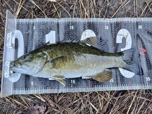 スモールマウスバスの釣果