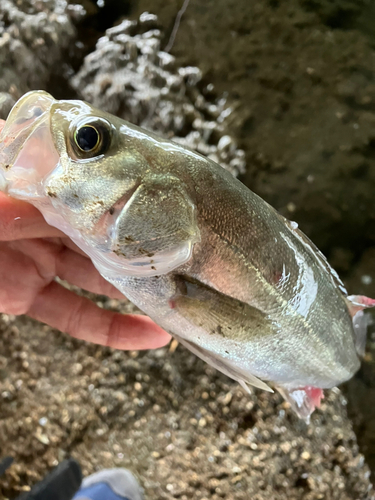 セイゴ（マルスズキ）の釣果