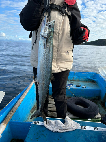 サワラの釣果