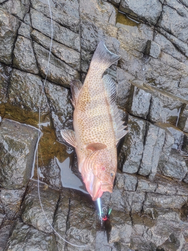 オオモンハタの釣果