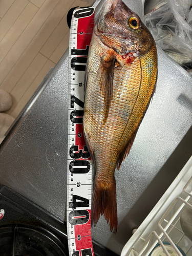 タイの釣果