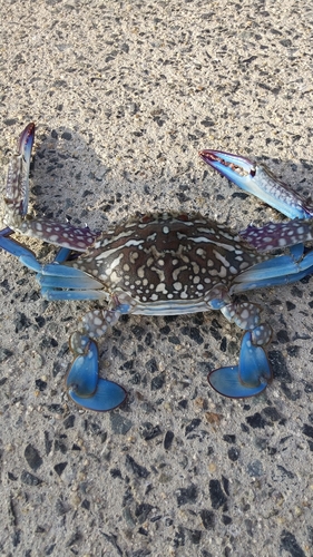 ワタリガニの釣果