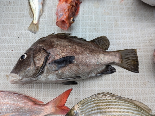 コショウダイの釣果