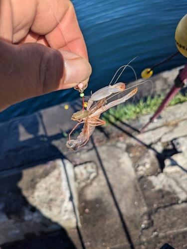 エビの釣果