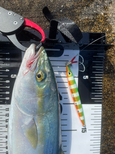 ハマチの釣果