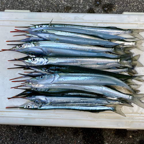 サヨリの釣果