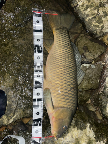 ニゴイの釣果