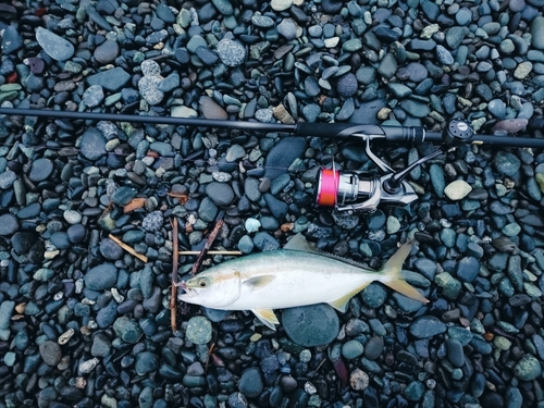 ワカシの釣果