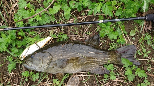 スモールマウスバスの釣果