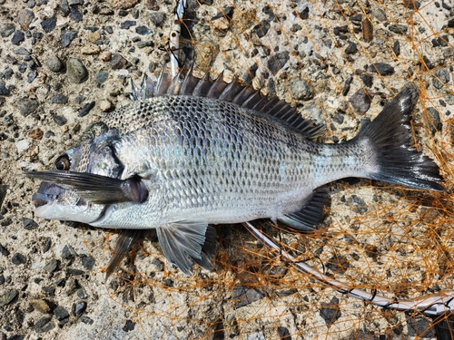 チヌの釣果