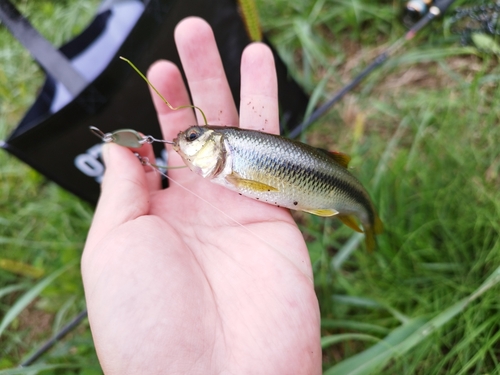 カワムツの釣果