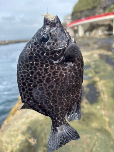 イシガキダイの釣果