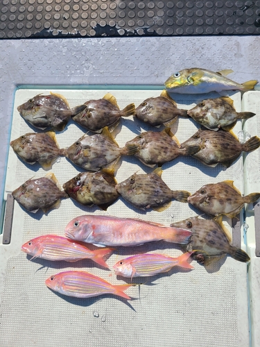 シロアマダイの釣果