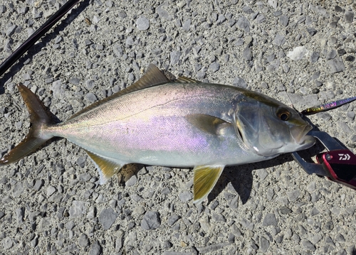 カンパチの釣果