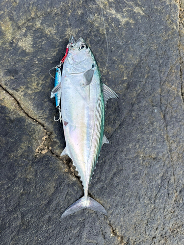 ソウダガツオの釣果