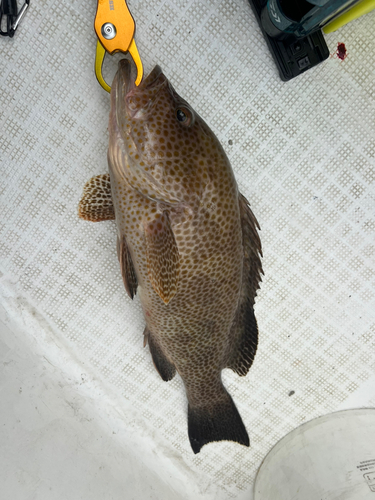 オオモンハタの釣果