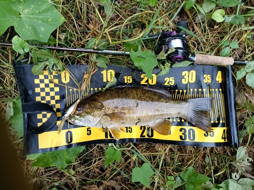 スモールマウスバスの釣果