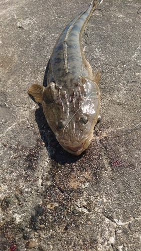 マゴチの釣果