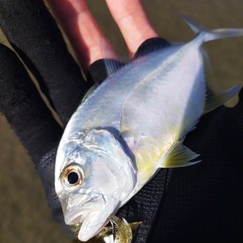 メッキの釣果