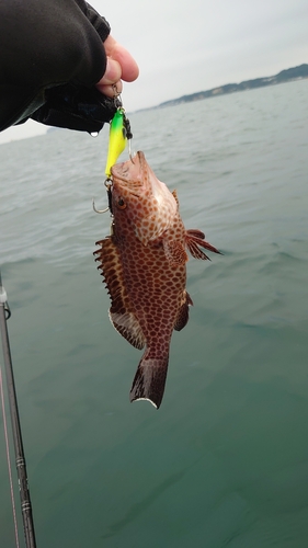 オオモンハタの釣果