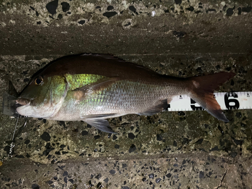 マダイの釣果