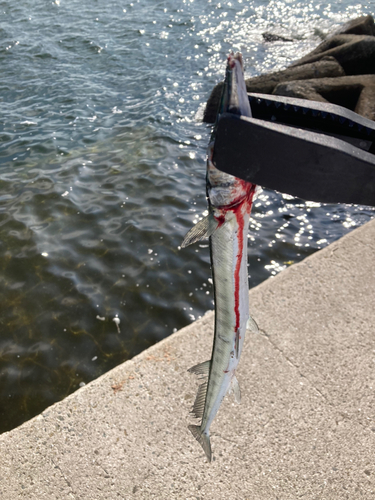 ダツの釣果